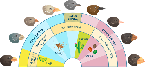 YCUZD_230825_5481_putnu knābji.png