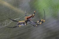 golden-orb-spider-281142_1920.jpg