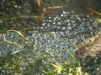 shutterstock_1632657004_frog eggs_vardes olas.jpg