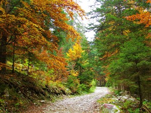 shutterstock_1591014442_autumn forest_rudens mežs.jpg