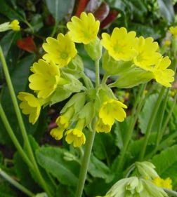 Primula Veris.png