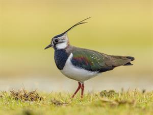 Shutterstock_2112682088_lapwing_ķīvīte.jpg