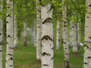 Shutterstock_2299242517_birch bark_bērza miza.jpg