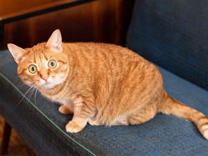 Shutterstock_1765194683_surprised cat_izbrīnīts kaķis.jpg