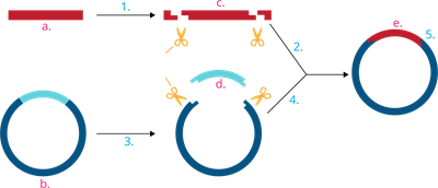 YCUZD_230915_5549_rekombinācija_ar cipariem_2.png