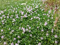 Shutterstock_2291820775_montia fontana_avota montija.jpg