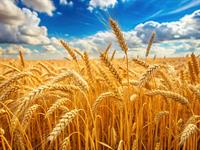 shutterstock_2483069215_wheat_kvieši.jpg