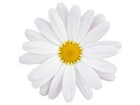 Shutterstock_1721890030_daisy_margrietiņa.jpg