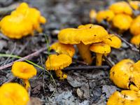 shutterstock_2653462721_chanterelles_gailenes.jpg