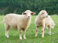Shutterstock_112282007_sheep_aita.jpg