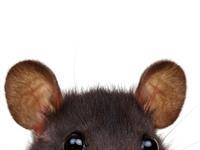 Shutterstock_1532441408_mouse ears_peles ausis.jpg