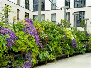 Shutterstock_2321439563_vertical garden_vertikālais dārzs.jpg