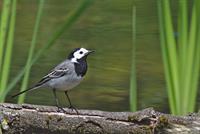 white-wagtail-5324866_1920.jpg