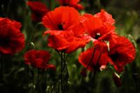 poppy-4287463_640.jpg
