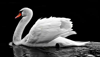 swan-2107052_960_720.jpg