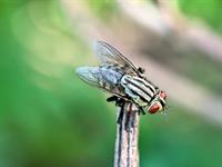 shutterstock_2538056781_fly_muša.jpg