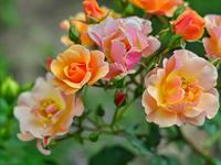 shutterstock_2599471669_roses_rozes.jpg