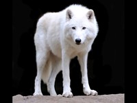 Shutterstock_92972161_white wolf_baltais vilks.jpg