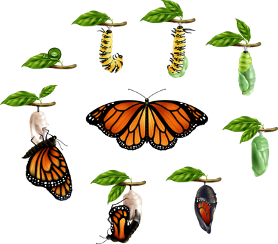 Tauriņa dzīves cikls.png