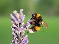 shutterstock_2497899459_bumblebee_kamene.jpg