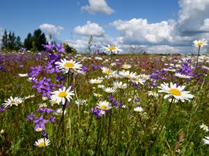 Shutterstock_679826326_meadow_pļava (1).jpg
