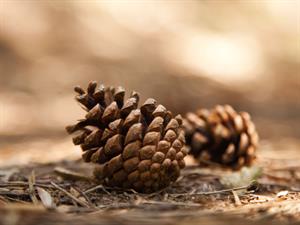 Shutterstock_108119222_pine cone_čiekurs.jpg