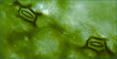 stomata.jpg
