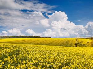 Shutterstock_2420188369_yellow canola field_rapša lauks.jpg
