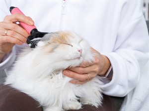 shutterstock_2732977523_combing a cat_ķemmē kaķi.jpg