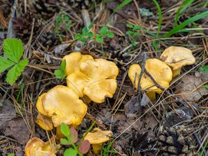 shutterstock_2562718591_chanterelles_gailenes.jpg