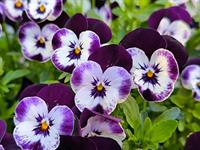 shutterstock_2524838241_pansy_atraitnītes.jpg