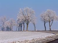 shutterstock_2589269107_snow on trees_sniegs uz kokiem.jpg