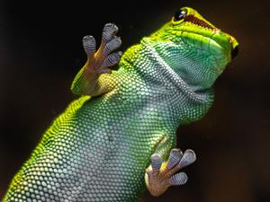Shutterstock_1319582636_gekko_gekons.jpg