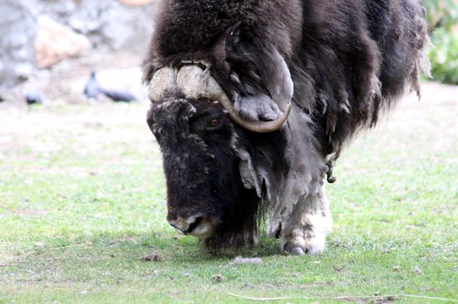 musk-ox-2563172_1920.jpg