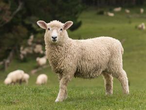 Shutterstock_1655048893_sheep_aita.jpg