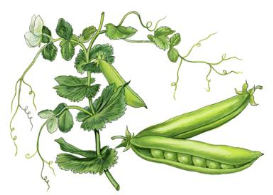 peas-Pisum-sativum2.png