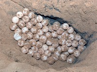 shutterstock_2240440449_turtle eggs_bruņurupuču olas.jpg