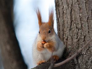 shutterstock_1717903150_squirrel_vāvere.jpg