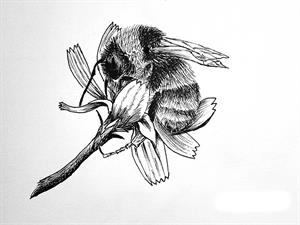 shutterstock_2684082215_bumblebee in a flower drawing_kamene ziedā zīmējums.jpg