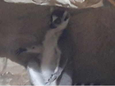 Pāvels Ustjaņivskis