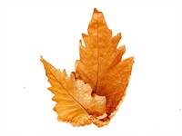 shutterstock_2232329831_brown dry leaves_brūnas izkaltušas lapas.jpg