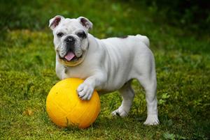 english-bulldog-562723_1920.jpg
