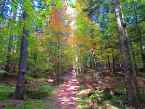 Shutterstock_1586409913_mixed forest_jauktie meži.jpg
