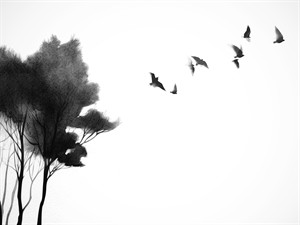 shutterstock_2672248887_Landscape with flock of birds_ainava ar lidojosiem putniem.jpg