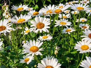 shutterstock_2654279791_daisies_margrietiņas.jpg