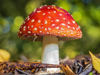 shutterstock_2346674245_fly agaric_mušmire.jpg