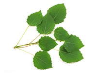 shutterstock_1740408059_aspen leaves_apses lapas.jpg