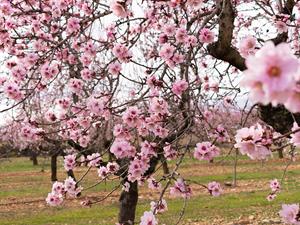 shutterstock_1912536829_blooming tree_ziedošs koks.jpg