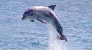 dolphin-kristian-sekulic-isp.jpg