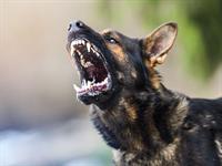 Shutterstock_1334814218_angry dog_dusmīgs suns.jpg